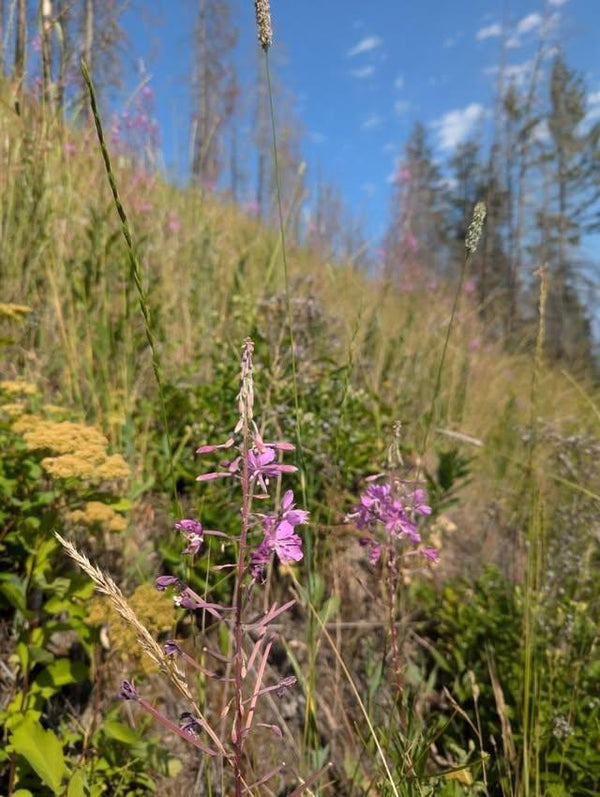 Fireweed Honey