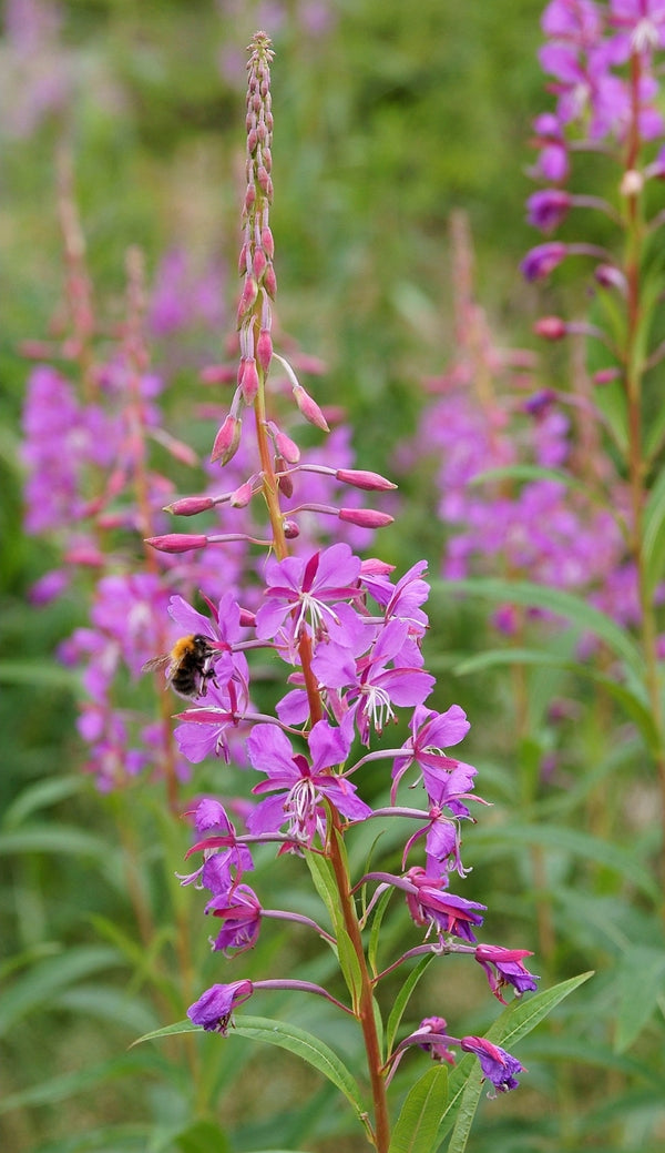 Fireweed Honey